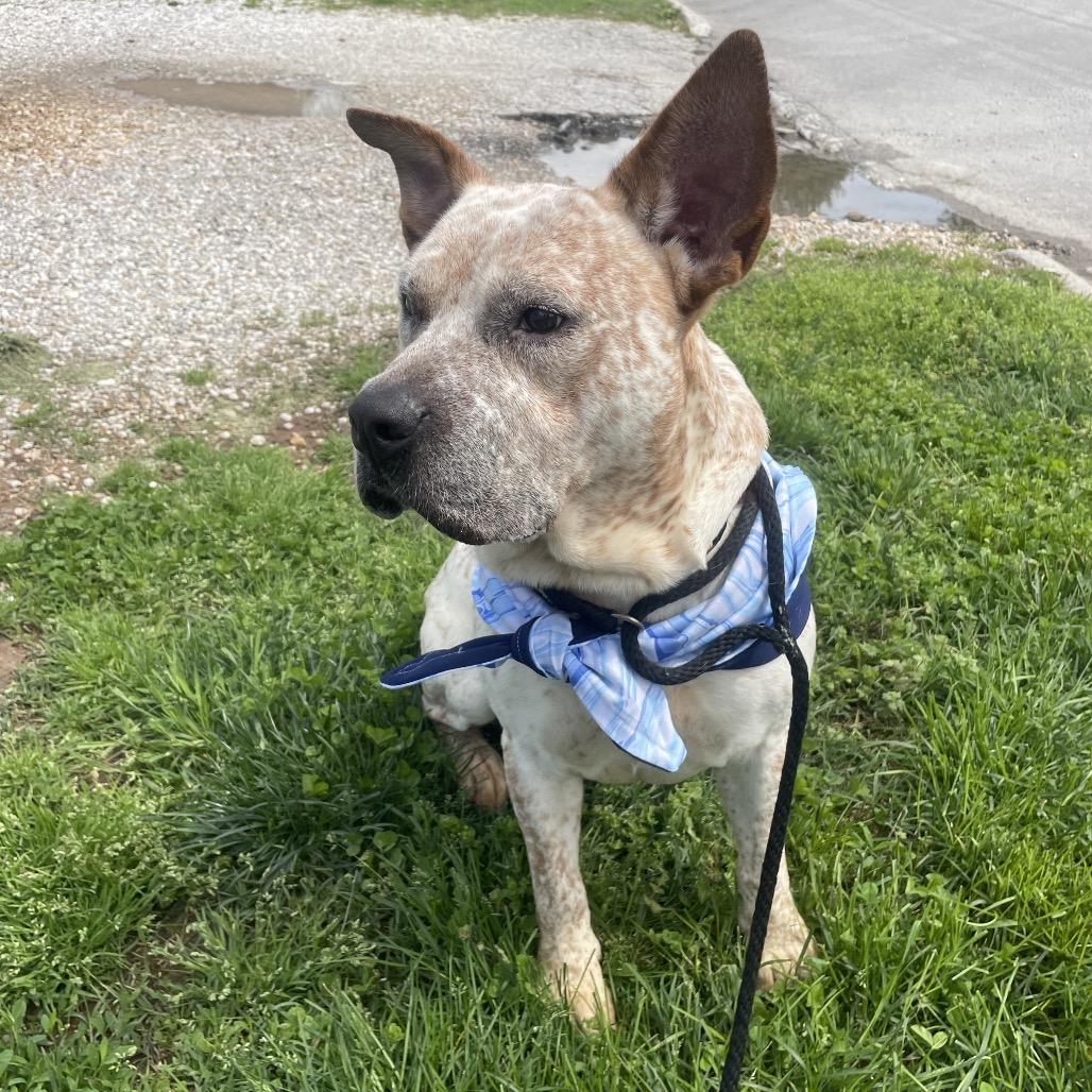 Joey, a Adoptable Cattle Dog in Springfield, MO image 1/6