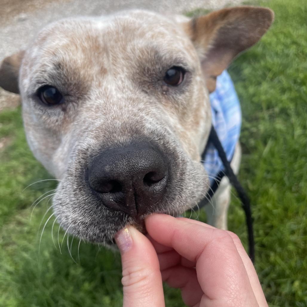 Joey, a Adoptable Cattle Dog in Springfield, MO image 2/6