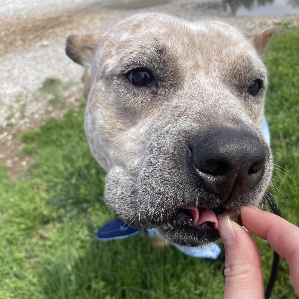 Joey, a Adoptable Cattle Dog in Springfield, MO image 3/6