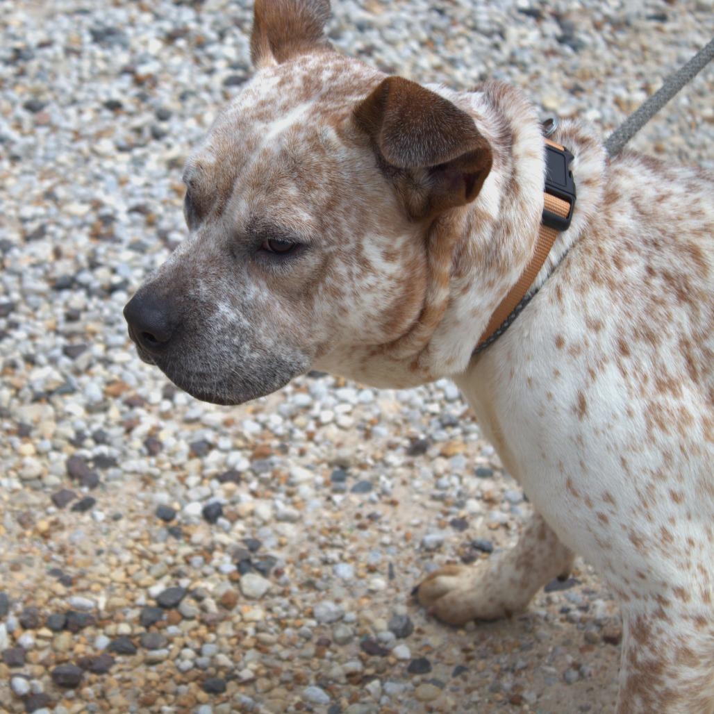 Joey, a Adoptable Cattle Dog in Springfield, MO image 4/6