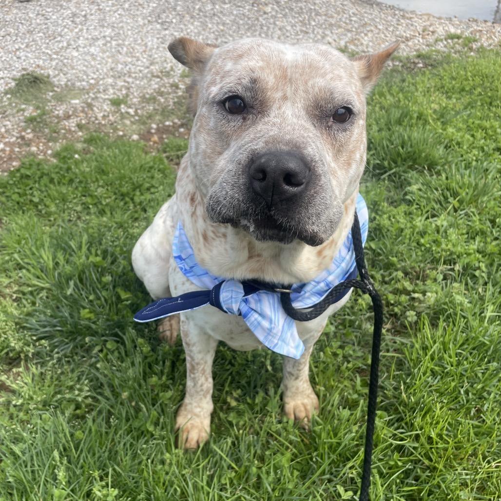 Joey, a Adoptable Cattle Dog in Springfield, MO image 5/6
