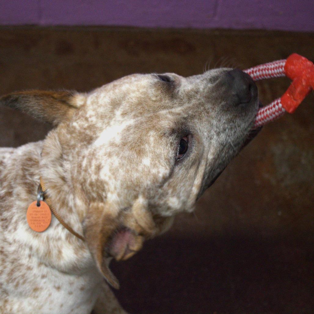 Joey, a Adoptable Cattle Dog in Springfield, MO image 6/6