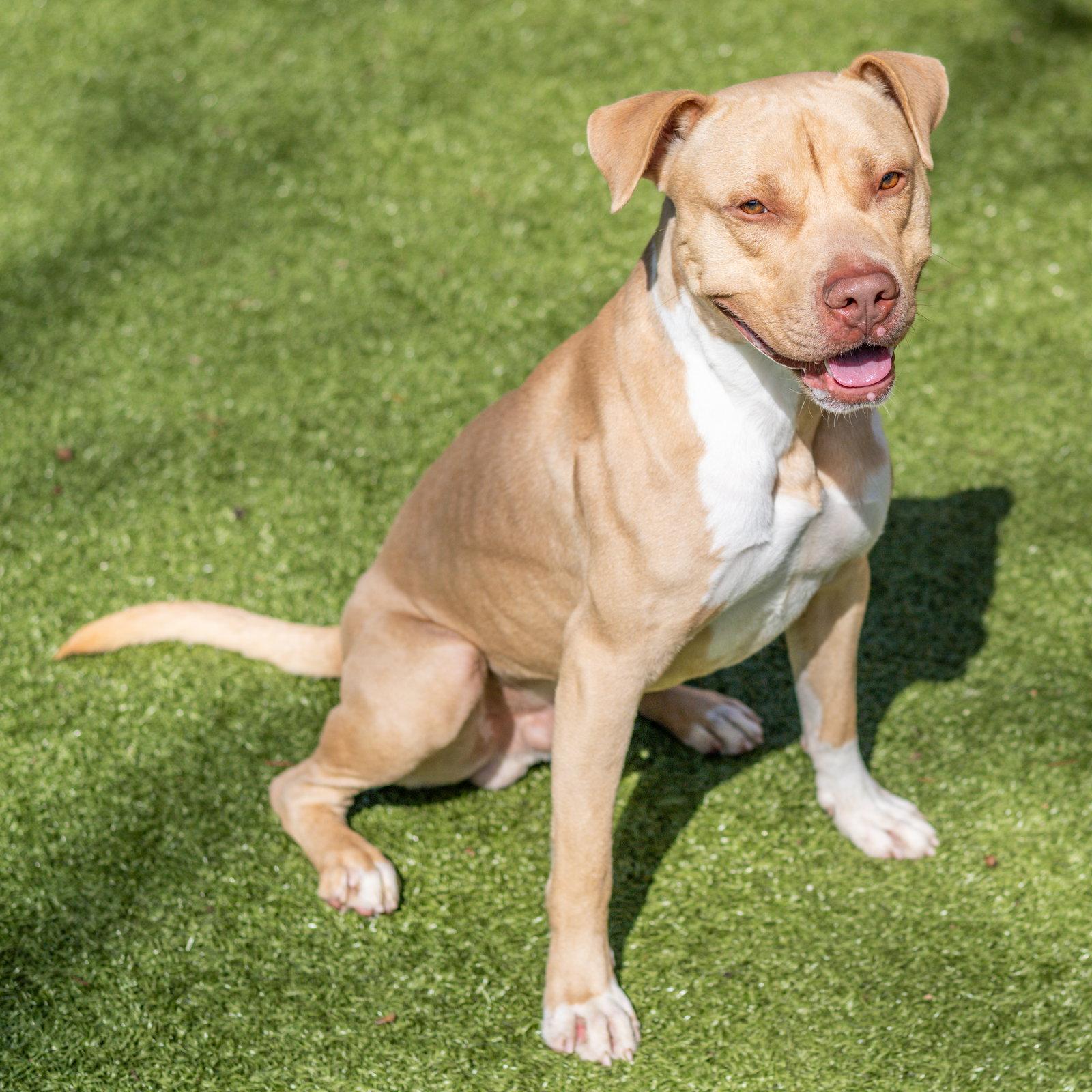 Reuben, a Adoptable Terrier in Hilton Head Island, SC image 1/2