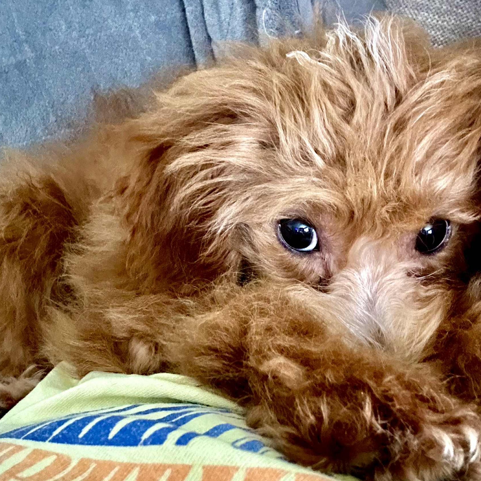 Libby, an adoptable Cavapoo in Buffalo, NY, 14201 | Photo Image 2
