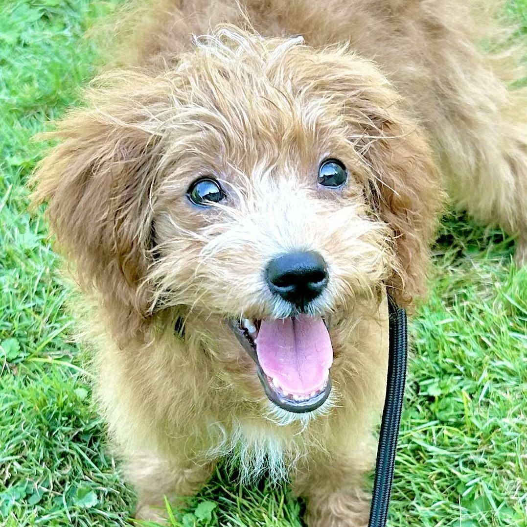 Libby, an adoptable Cavapoo in Buffalo, NY, 14201 | Photo Image 6