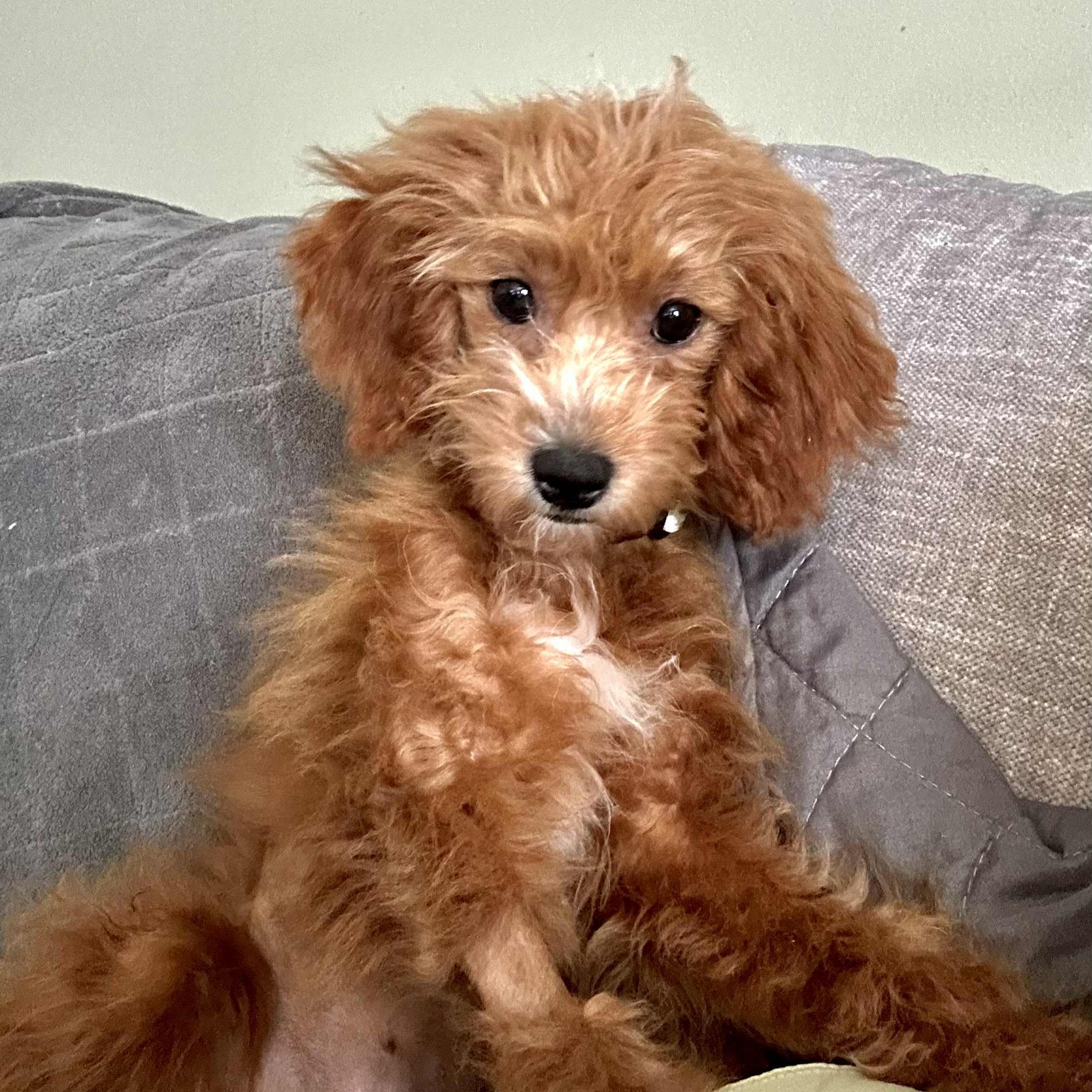 Libby, an adoptable Cavapoo in Buffalo, NY, 14201 | Photo Image 5