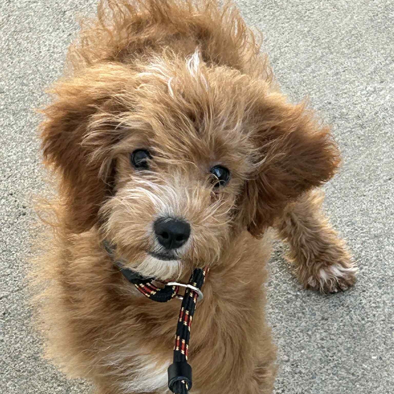 Libby, an adoptable Cavapoo in Buffalo, NY, 14201 | Photo Image 1