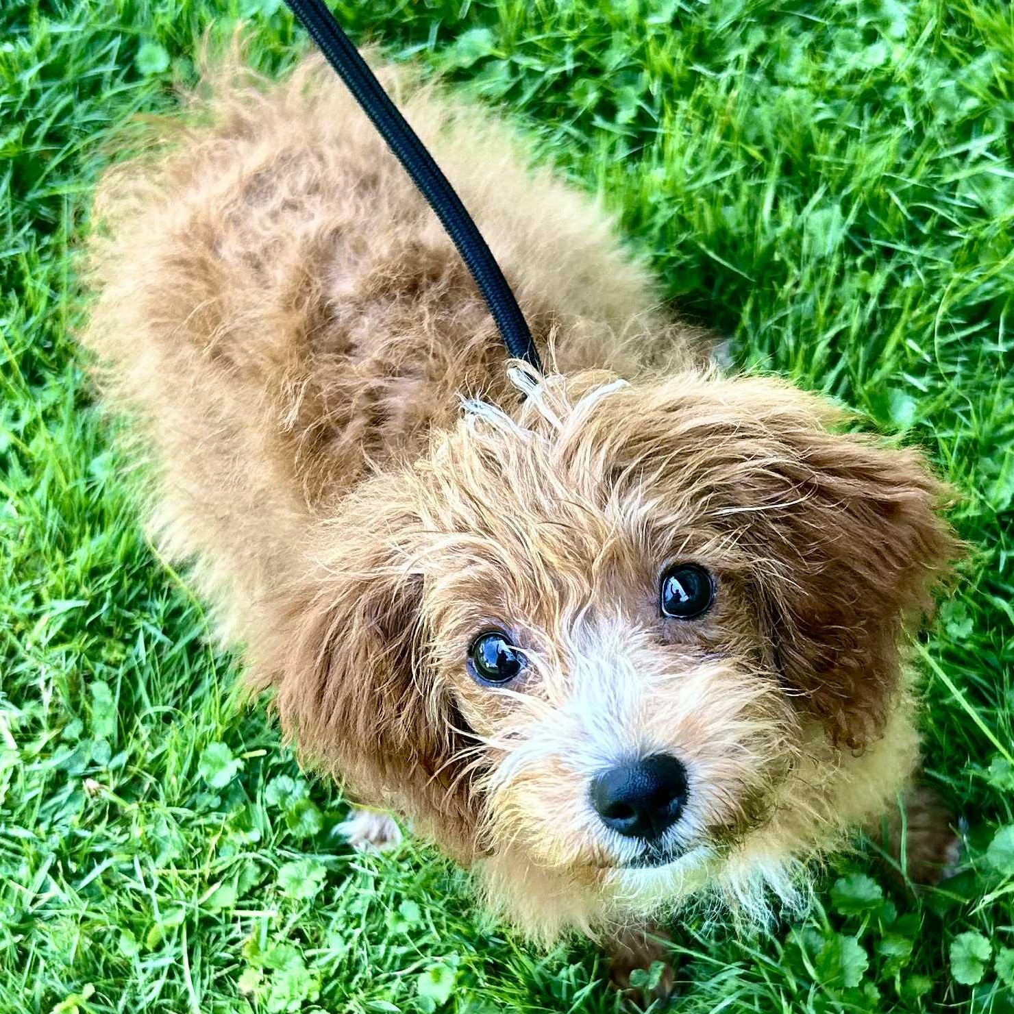 Libby, an adoptable Cavapoo in Buffalo, NY, 14201 | Photo Image 4