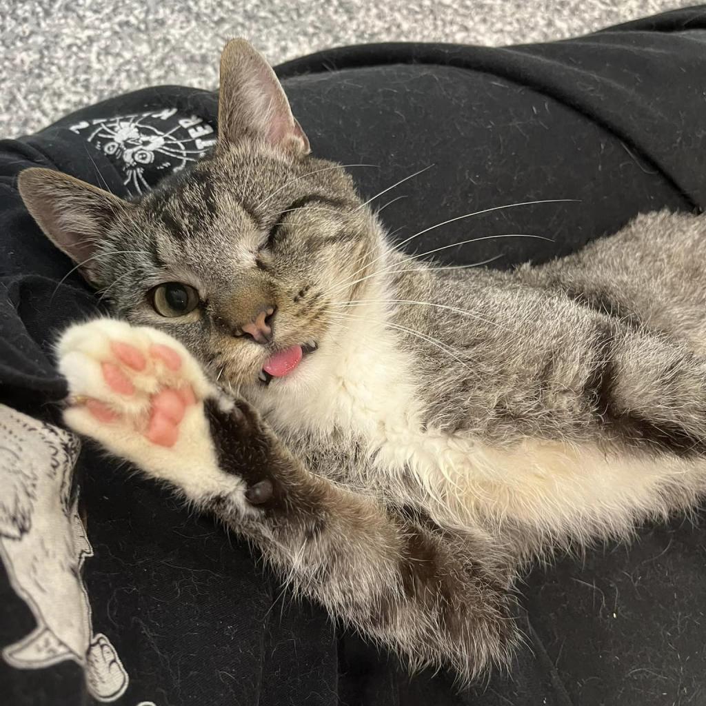 Enzo — thumbnail 2