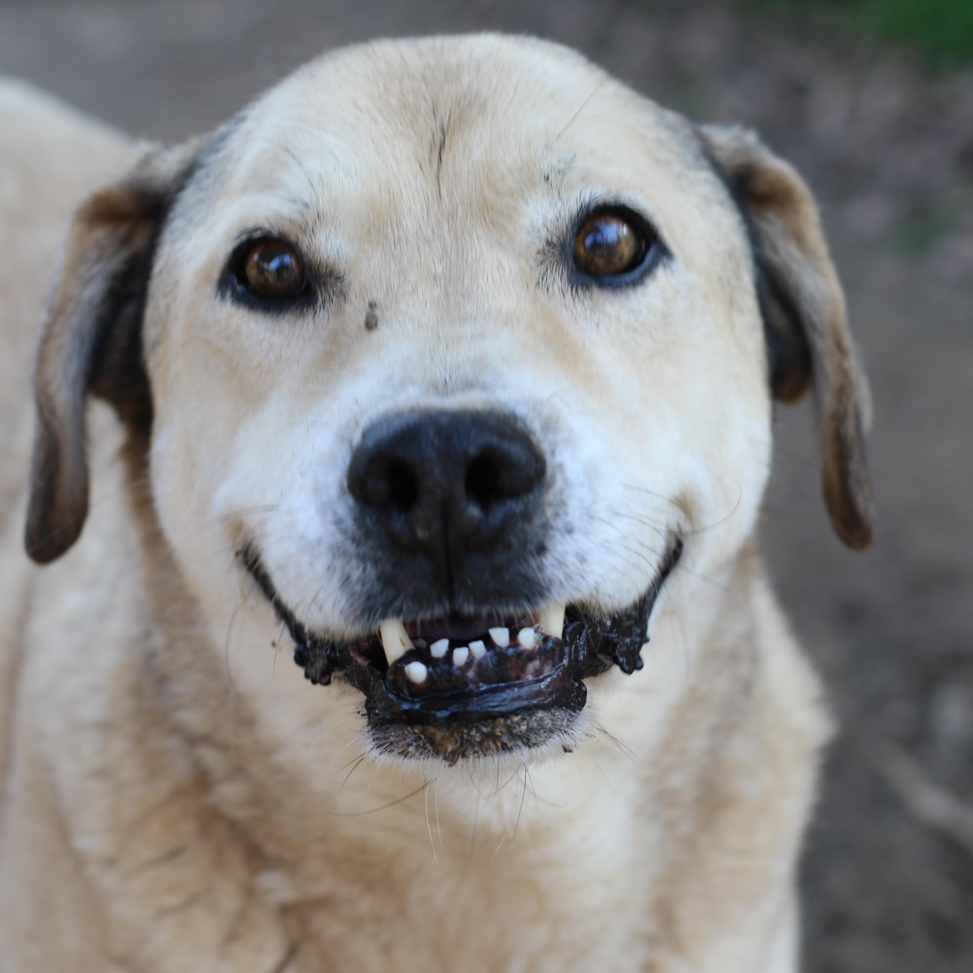 Kyon, Adoptable, Senior Male Mixed Breed & Labrador Retriever.