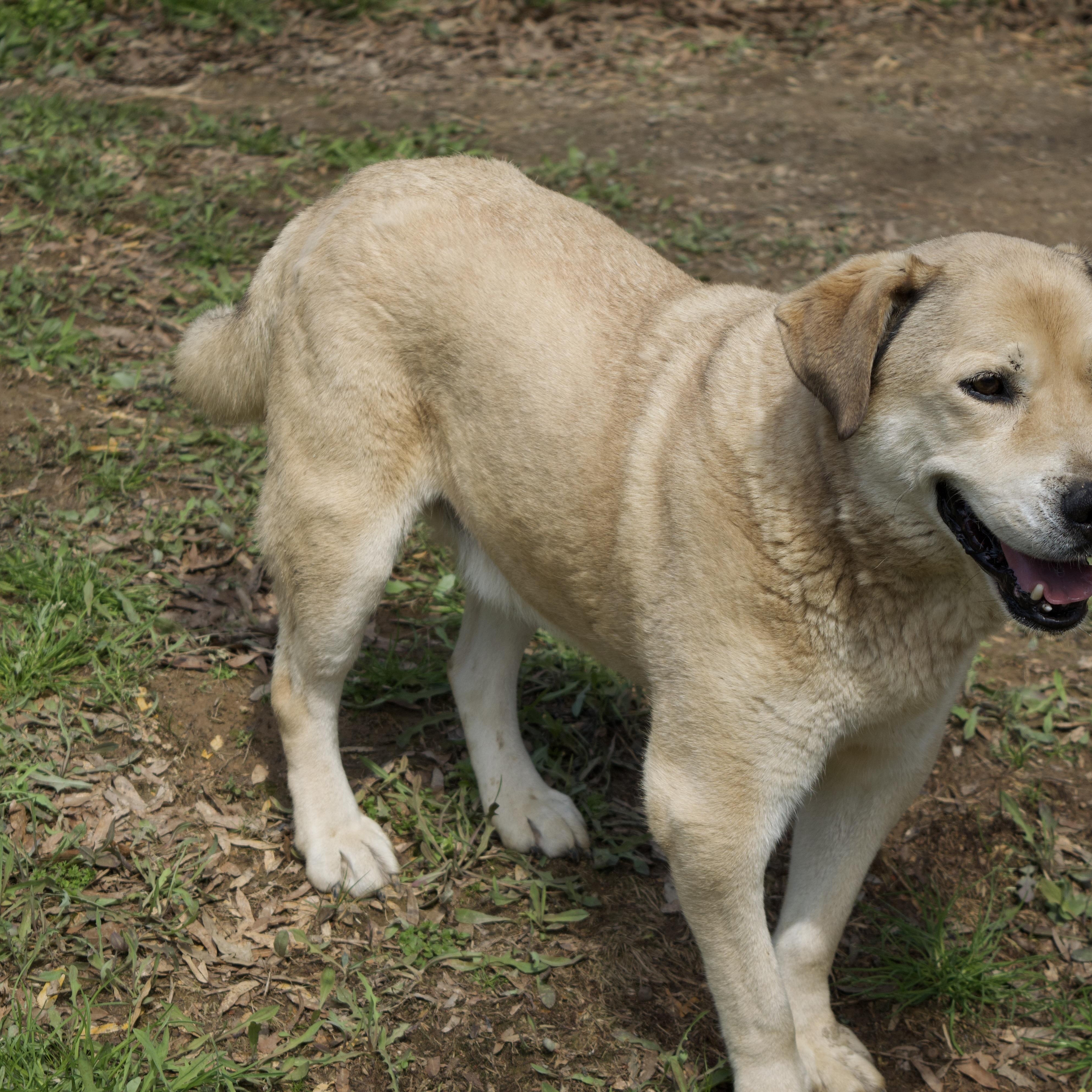 Enlarge Kyon, a Adoptable mixed breed in Rossville, TN image 2/6