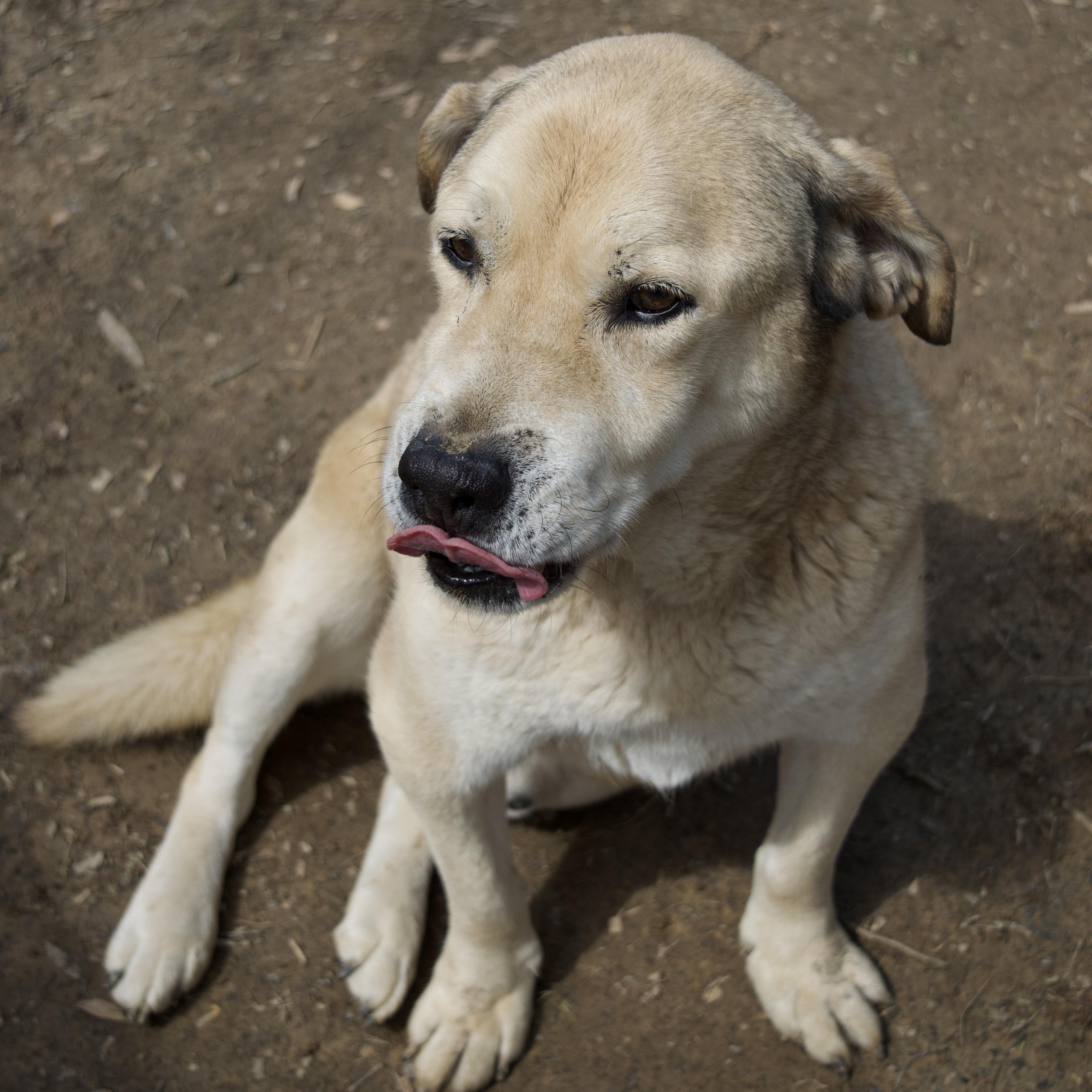 Enlarge Kyon, a Adoptable mixed breed in Rossville, TN image 5/6