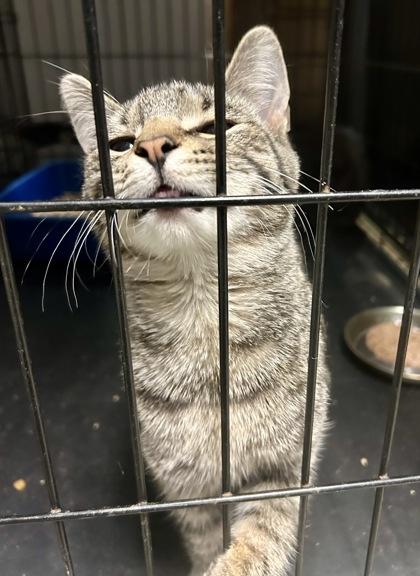 Yankee — thumbnail 2