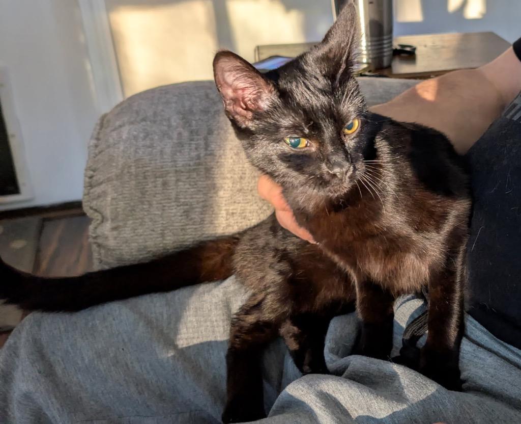 Pip, Adoptable, Kitten Female Domestic Short Hair.