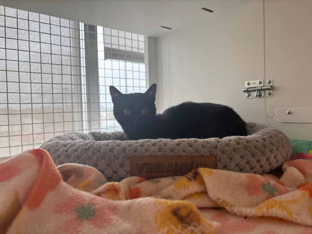 Enlarge Pip, a Adoptable Domestic Short Hair in Gorham, ME image 2/3