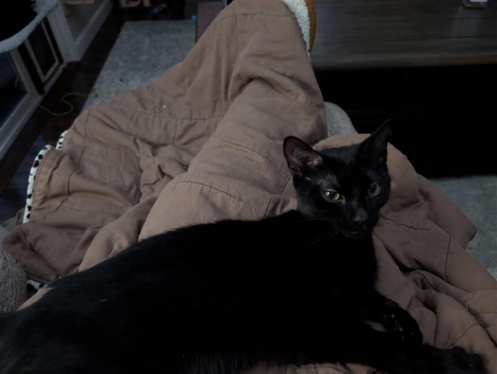 Enlarge Pip, a Adoptable Domestic Short Hair in Gorham, ME image 3/3