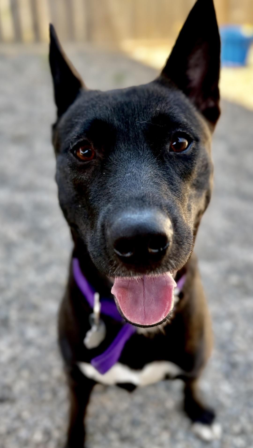 Enlarge Soda, an adopted mixed breed in Oxford, MI image 3/4