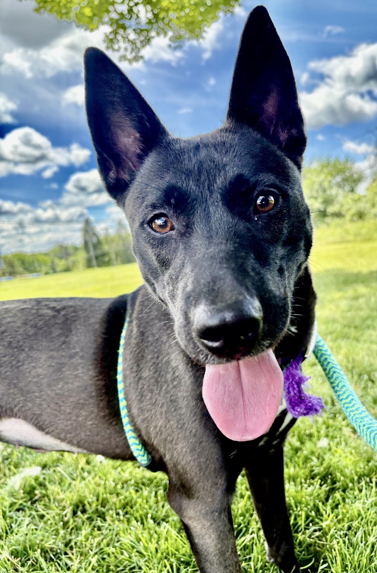 Enlarge Soda, an adopted mixed breed in Oxford, MI image 1/4