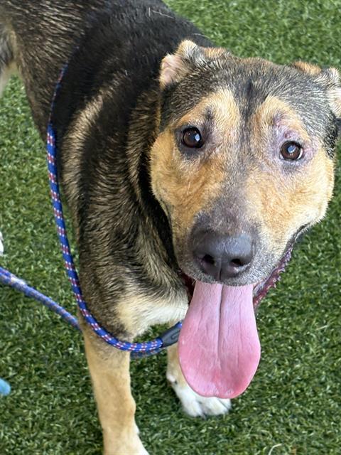 MANUEL, Adoptable, Young Male German Shepherd Dog & Labrador Retriever.