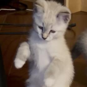 Yankee, a Adoptable Domestic Short Hair in Peyton, CO image 1/3