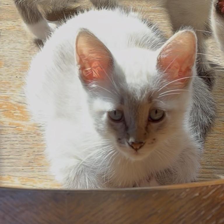 Yankee, a Adoptable Domestic Short Hair in Peyton, CO image 2/3