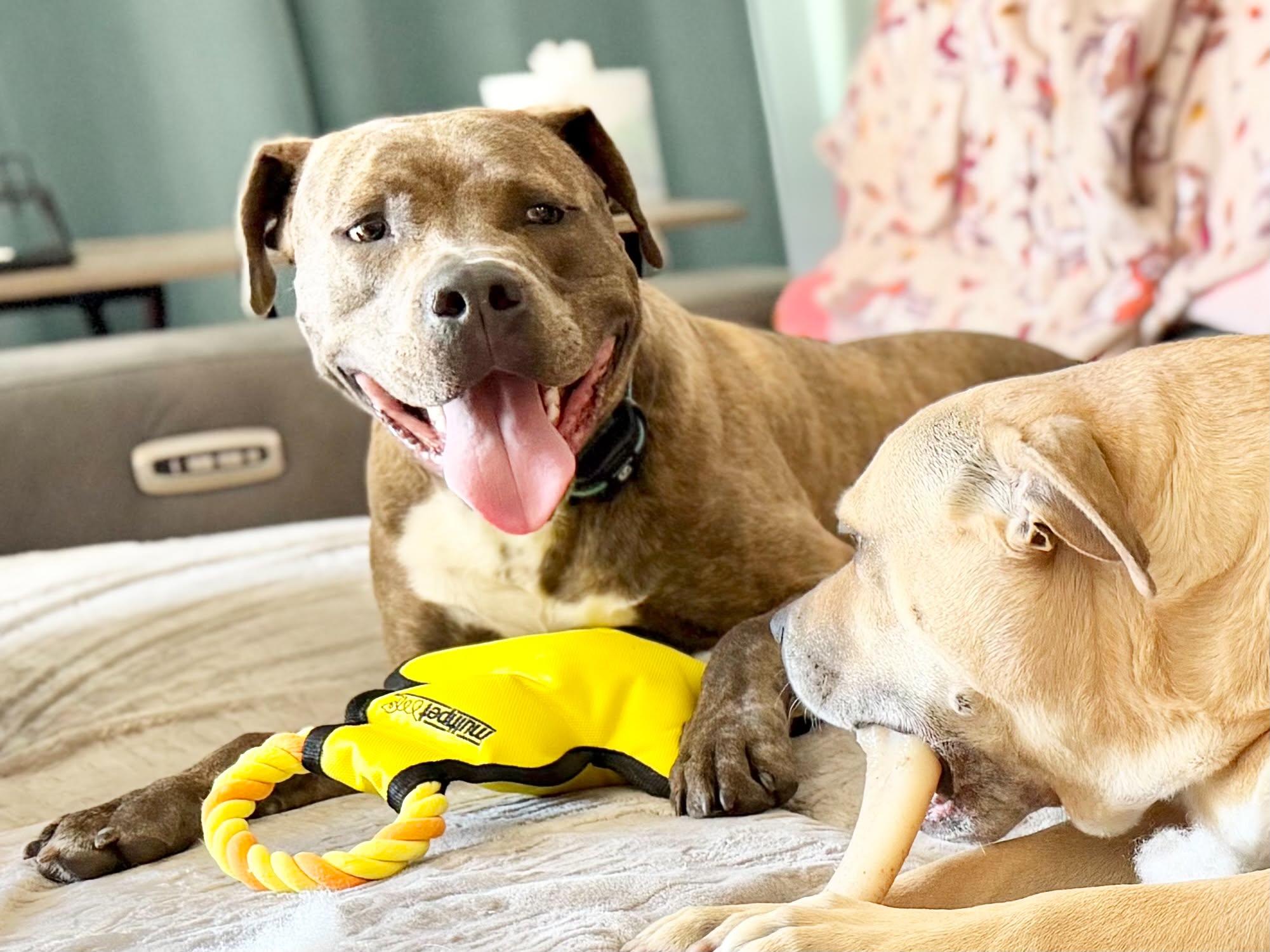 Milo, Adoptable, Adult Male Mixed Breed.