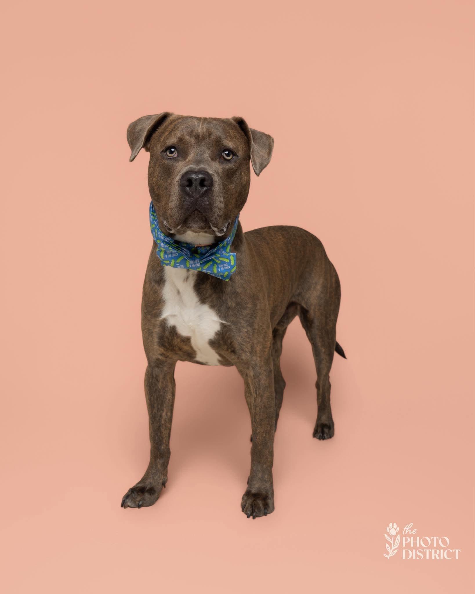 Milo, a Adoptable mixed breed in Sunset Bch, NC image 2/5