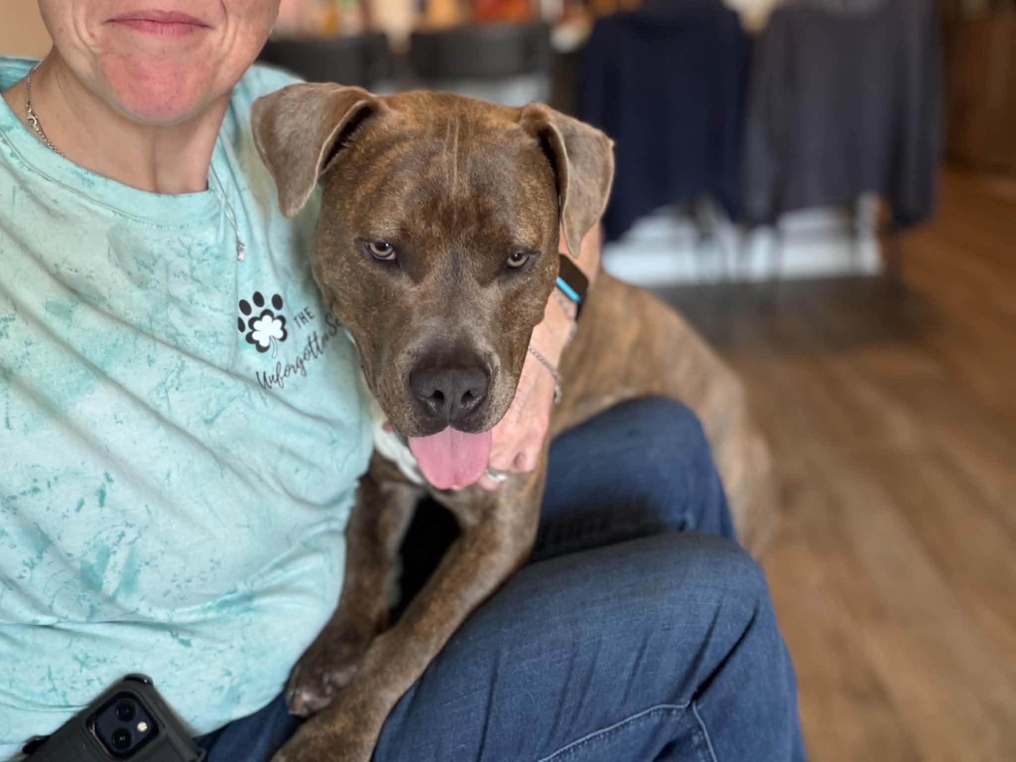 Milo, a Adoptable mixed breed in Sunset Bch, NC image 3/5