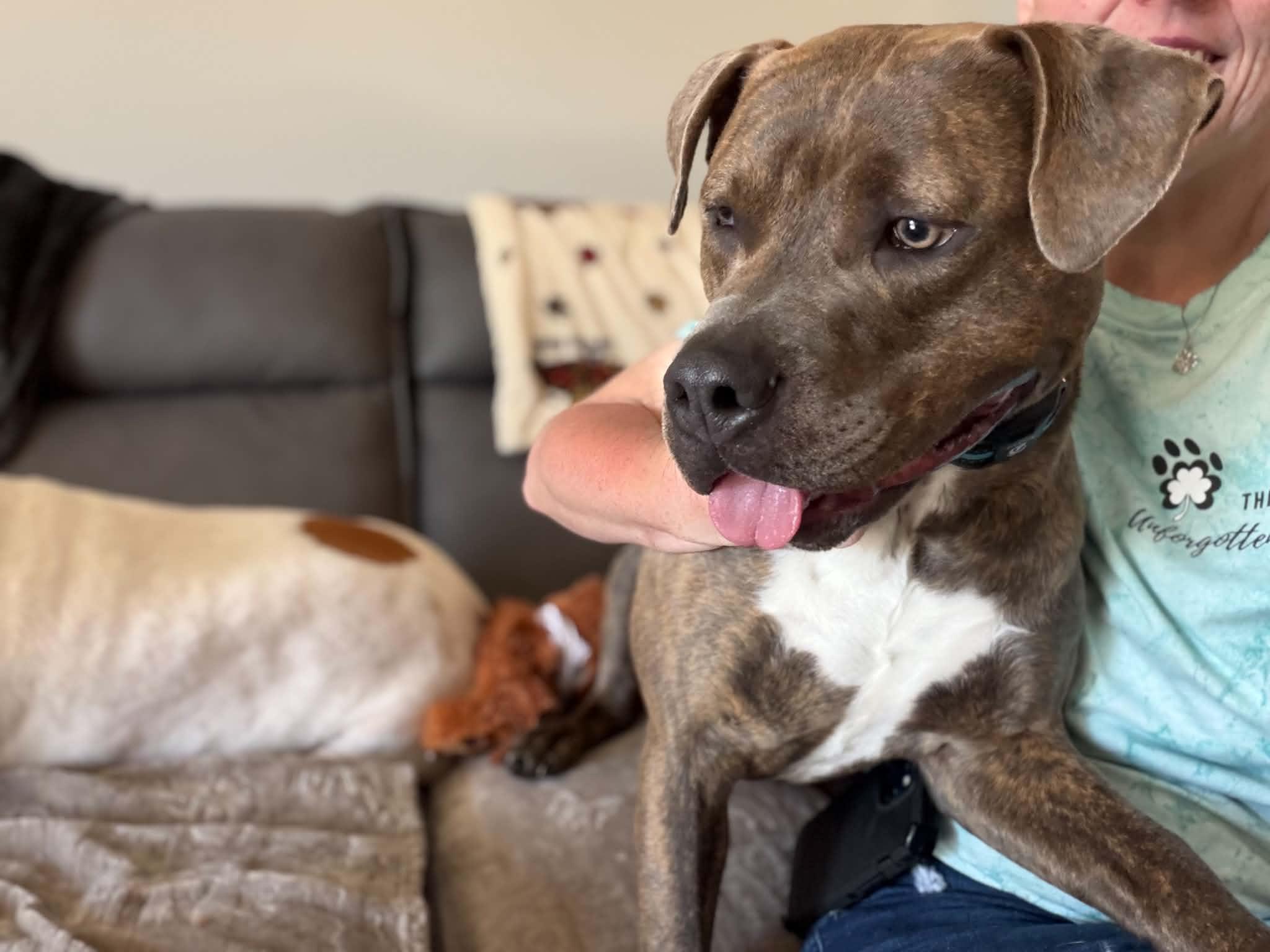 Milo, a Adoptable mixed breed in Sunset Bch, NC image 4/5