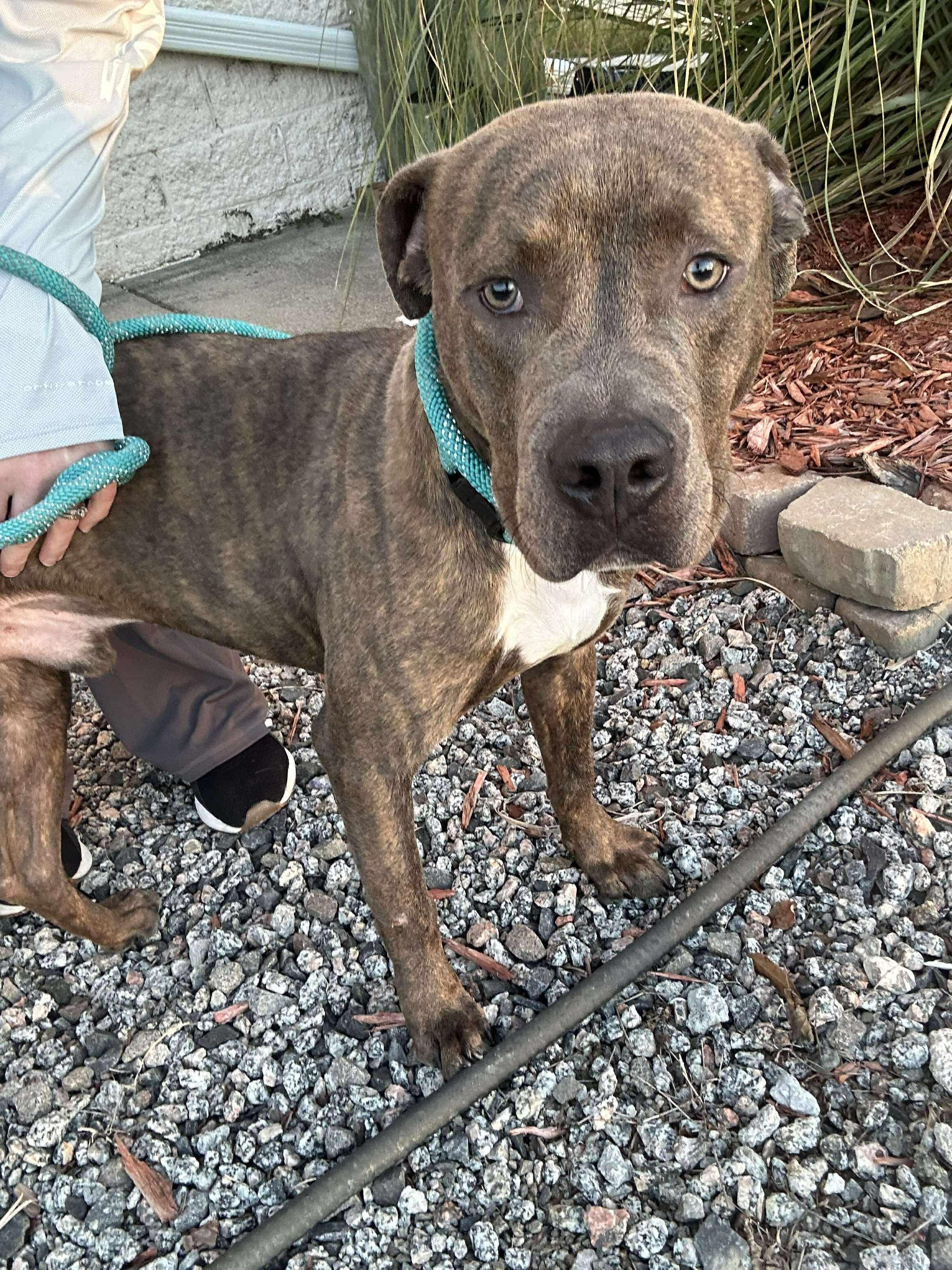 Enlarge Milo, a Adoptable mixed breed in Sunset Bch, NC image 1/1