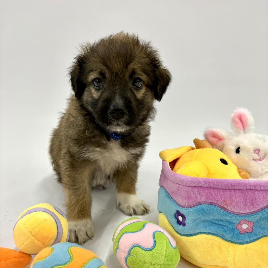 Magic, Adoptable, Puppy Male English Shepherd & Husky.