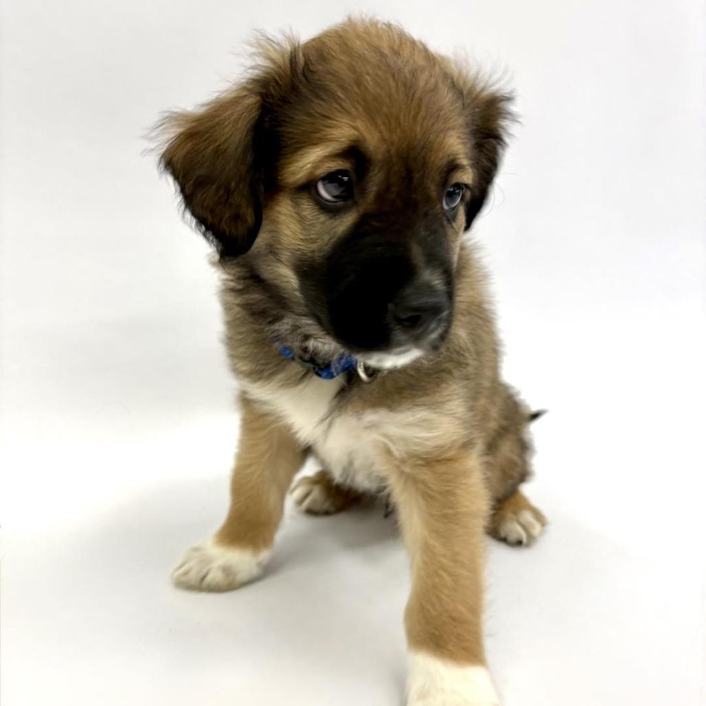 Enlarge Magic, a Adoptable mixed breed in Fulton, MO image 2/4
