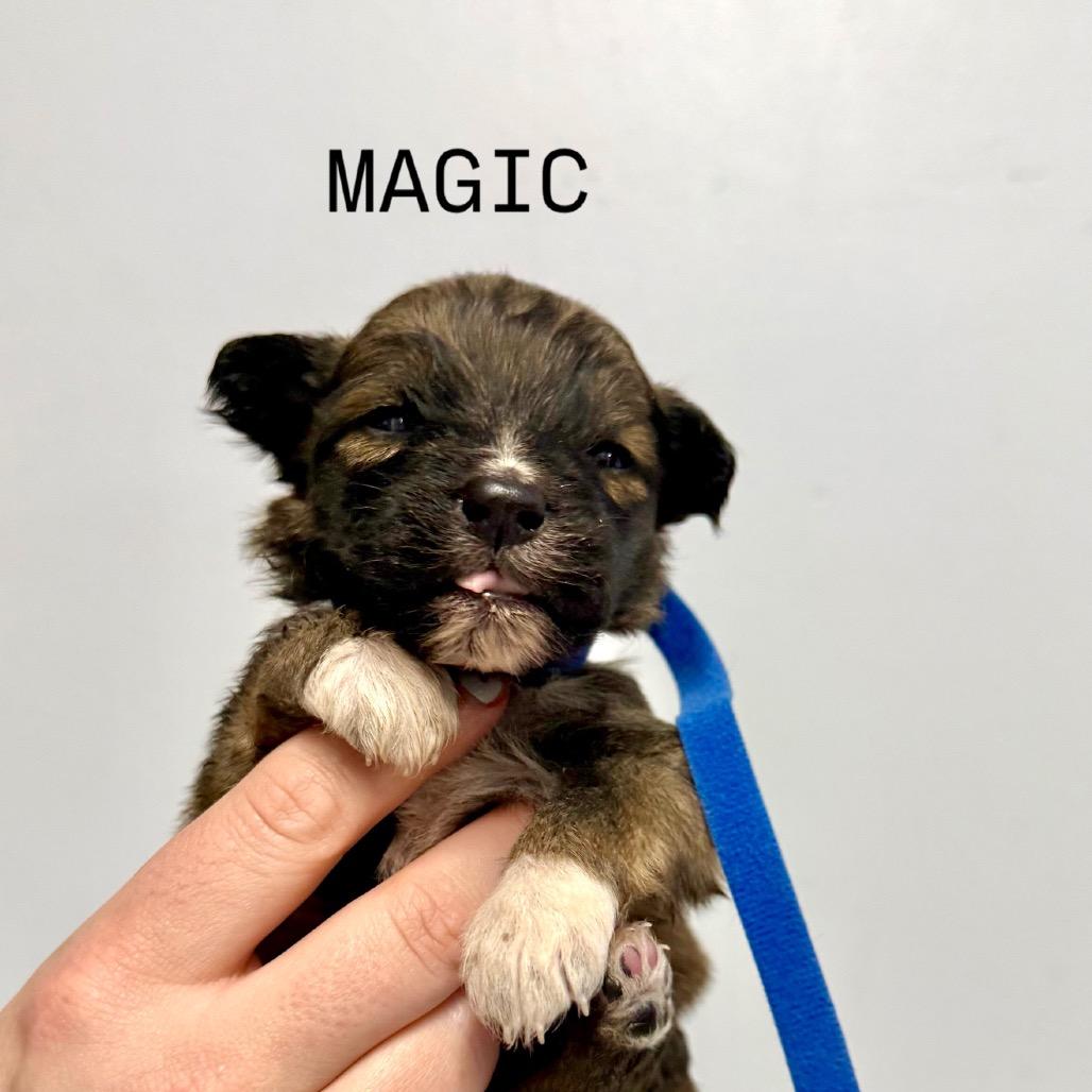 Enlarge Magic, a Adoptable mixed breed in Fulton, MO image 1/1