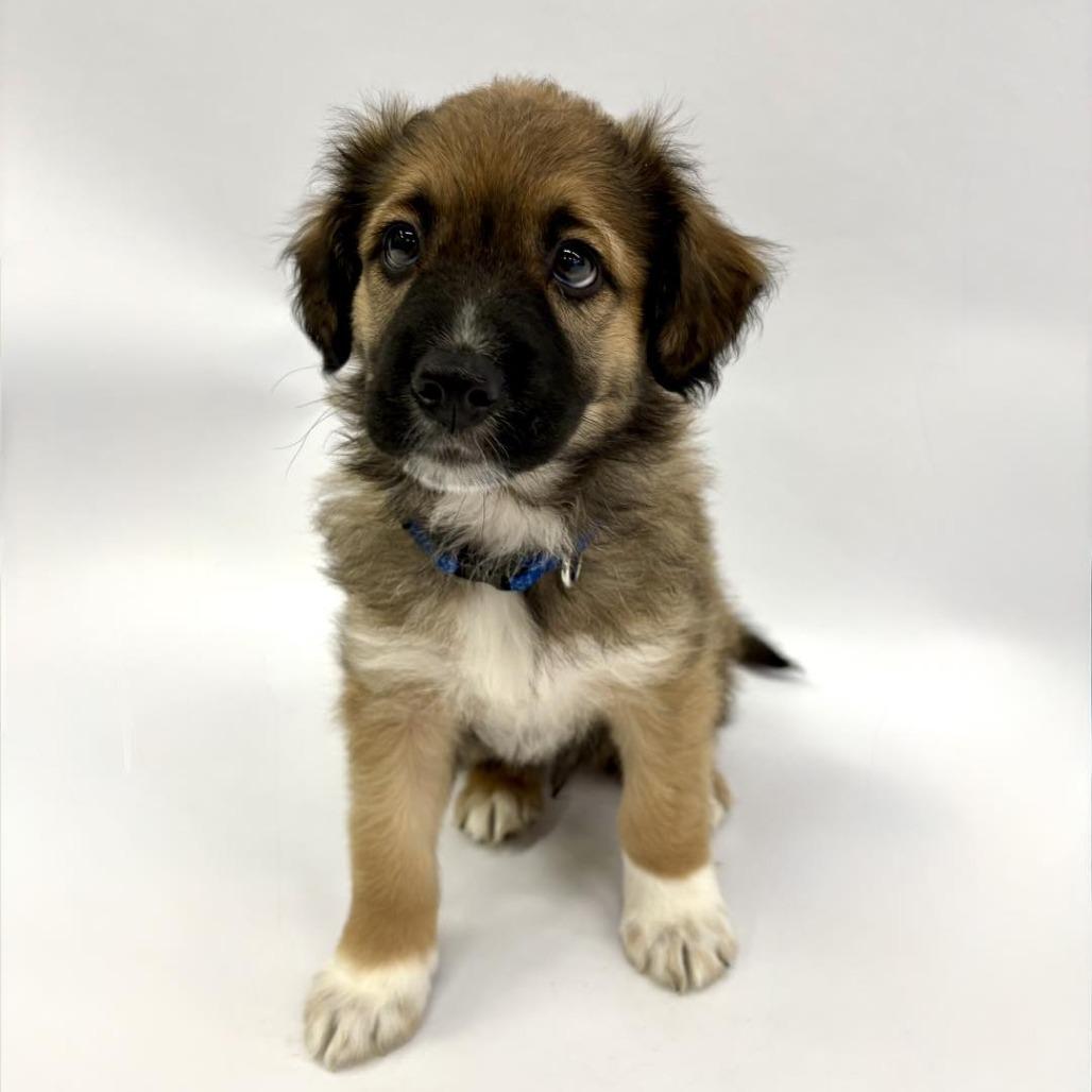 Enlarge Magic, a Adoptable mixed breed in Fulton, MO image 4/4