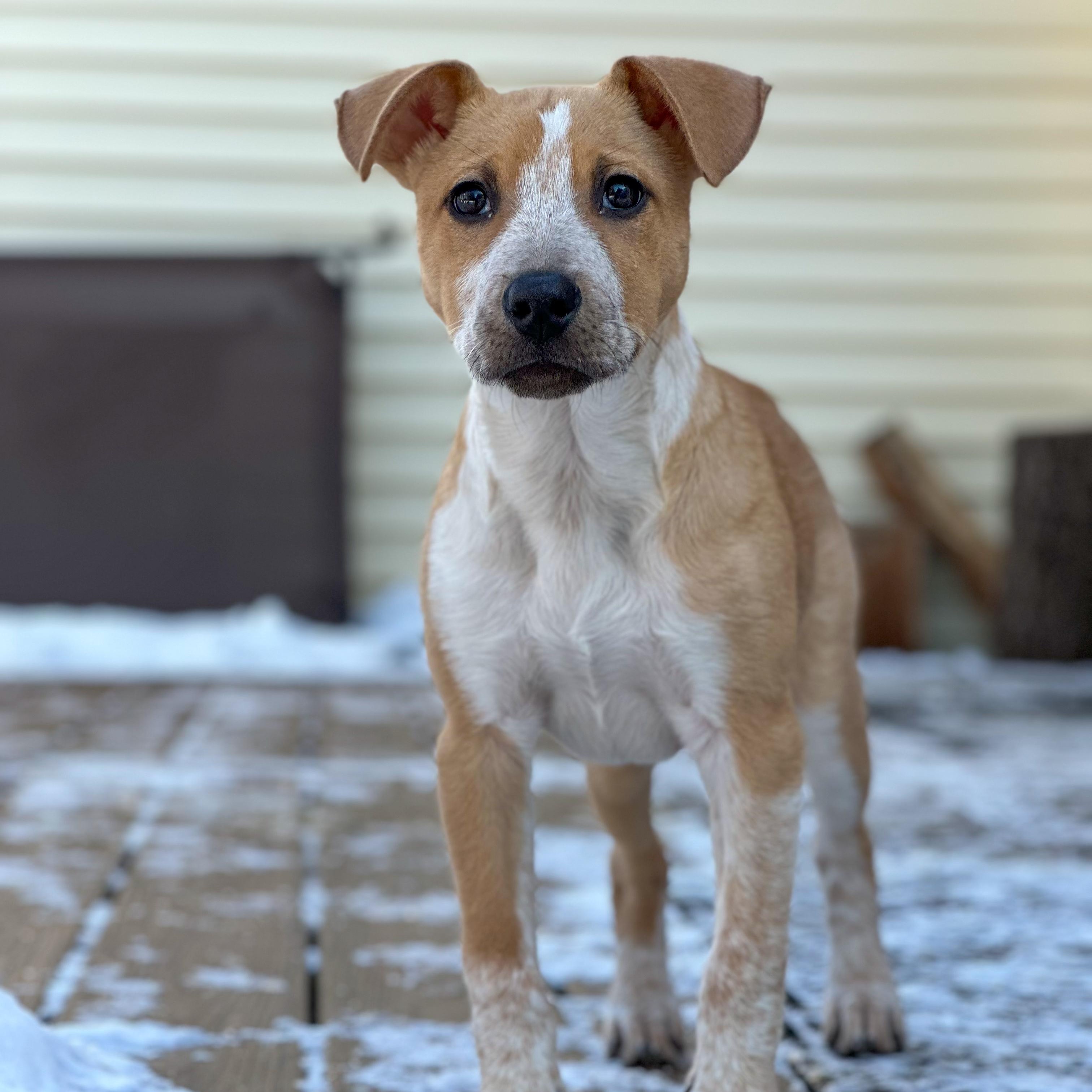 Selene, ADOPTABLE, Puppy Female Mixed Breed.
