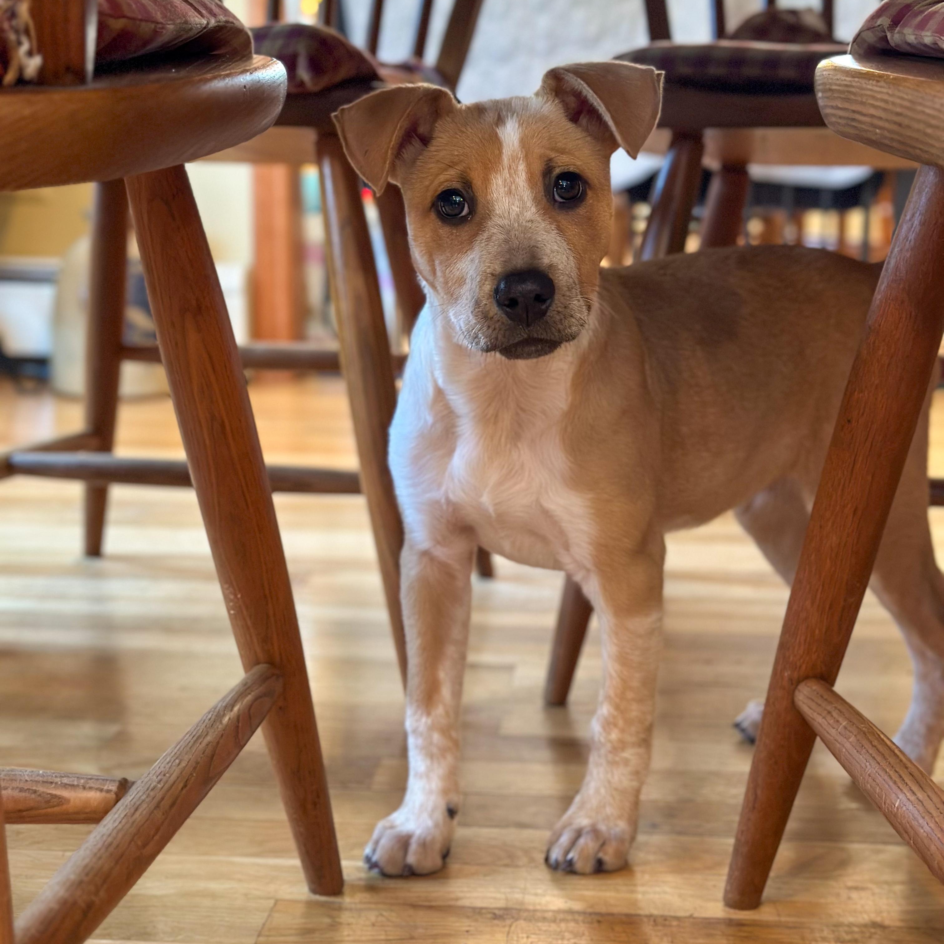 Enlarge Selene, a ADOPTABLE Mixed Breed in Yaphank, NY image 2/6