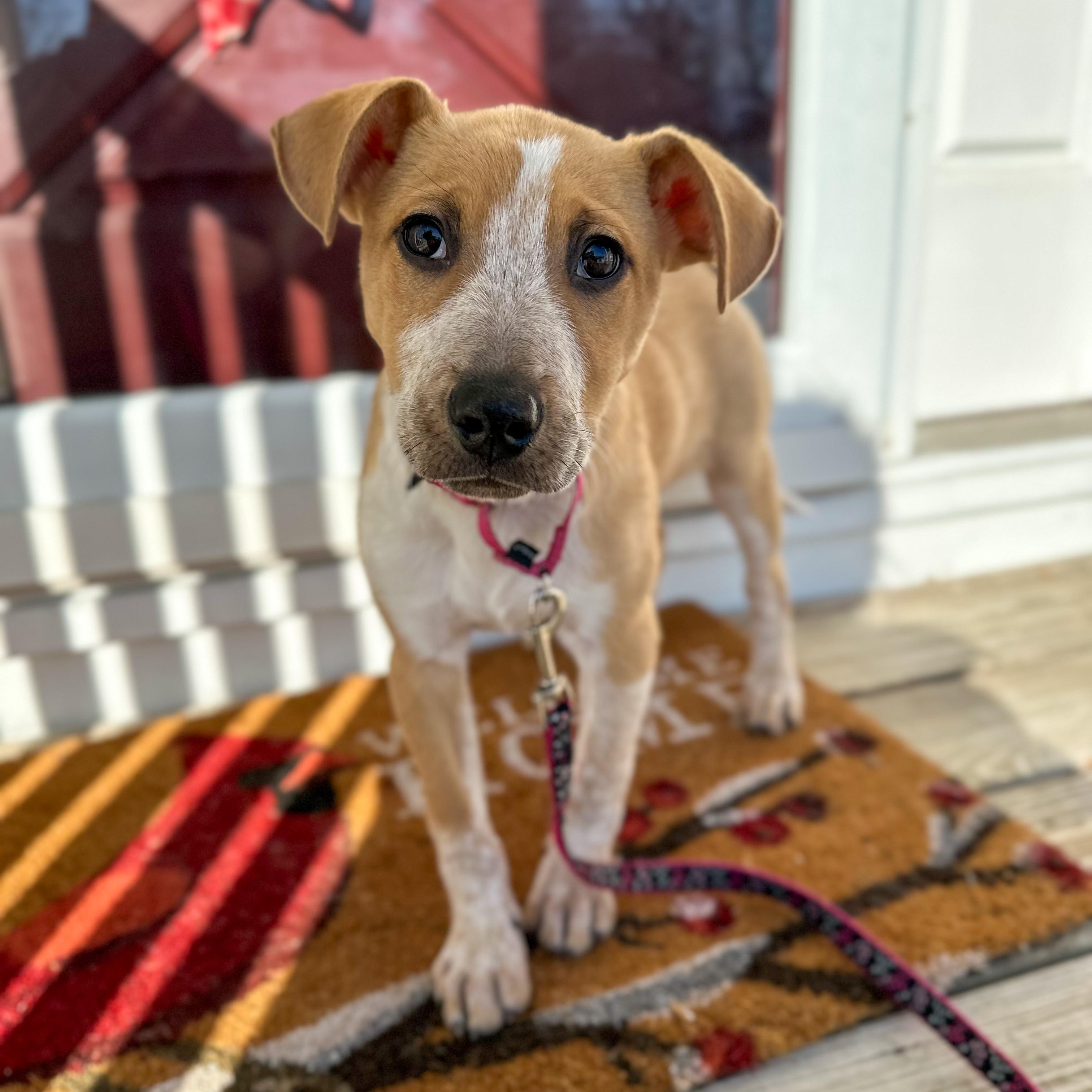 Enlarge Selene, a ADOPTABLE Mixed Breed in Yaphank, NY image 3/6