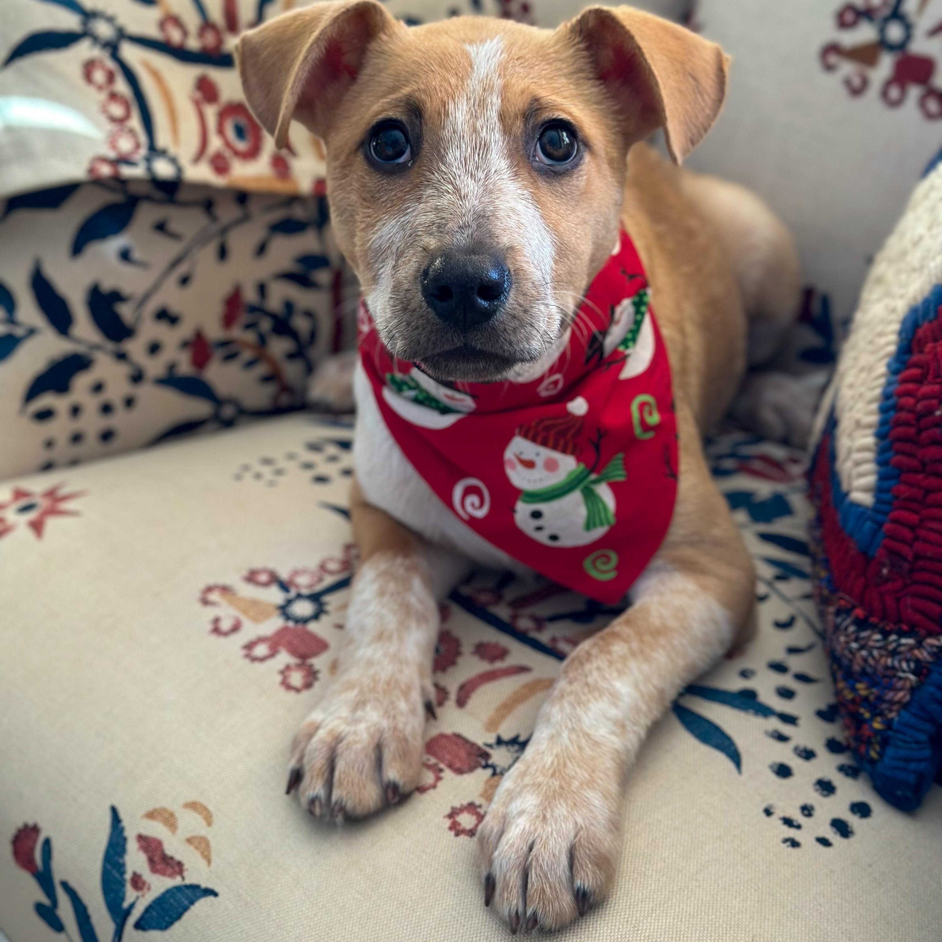 Enlarge Selene, a ADOPTABLE Mixed Breed in Yaphank, NY image 4/6