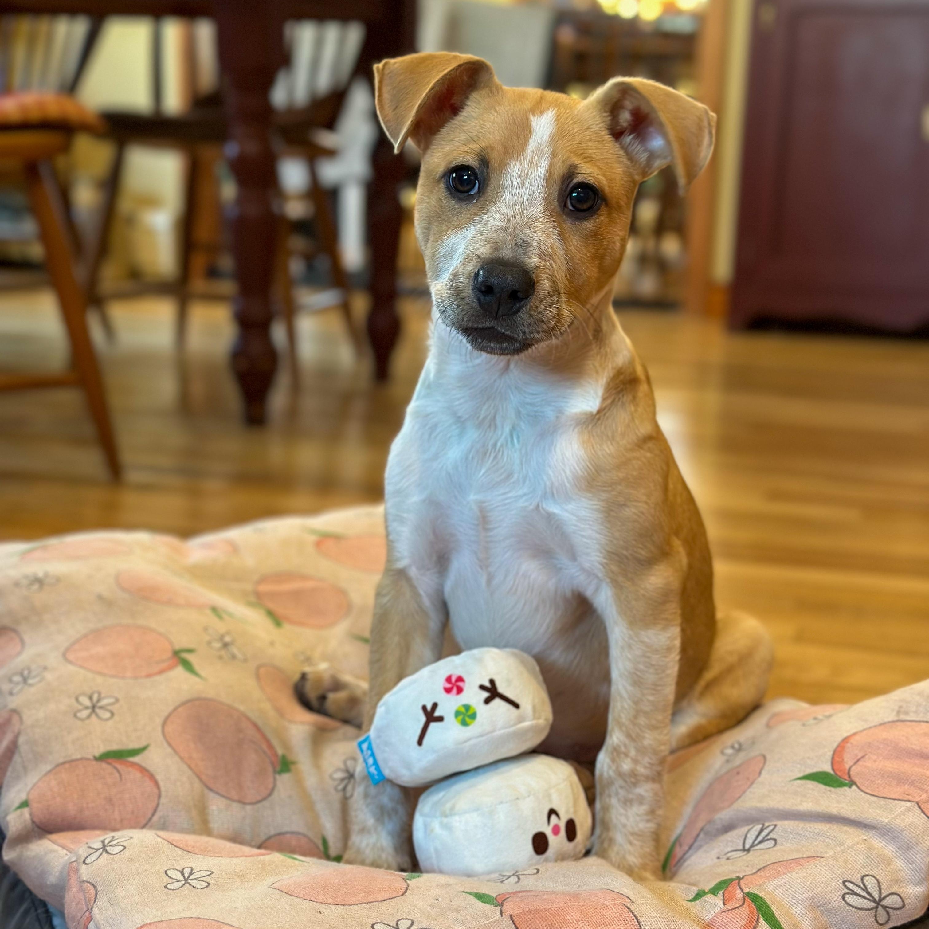 Enlarge Selene, a ADOPTABLE Mixed Breed in Yaphank, NY image 5/6