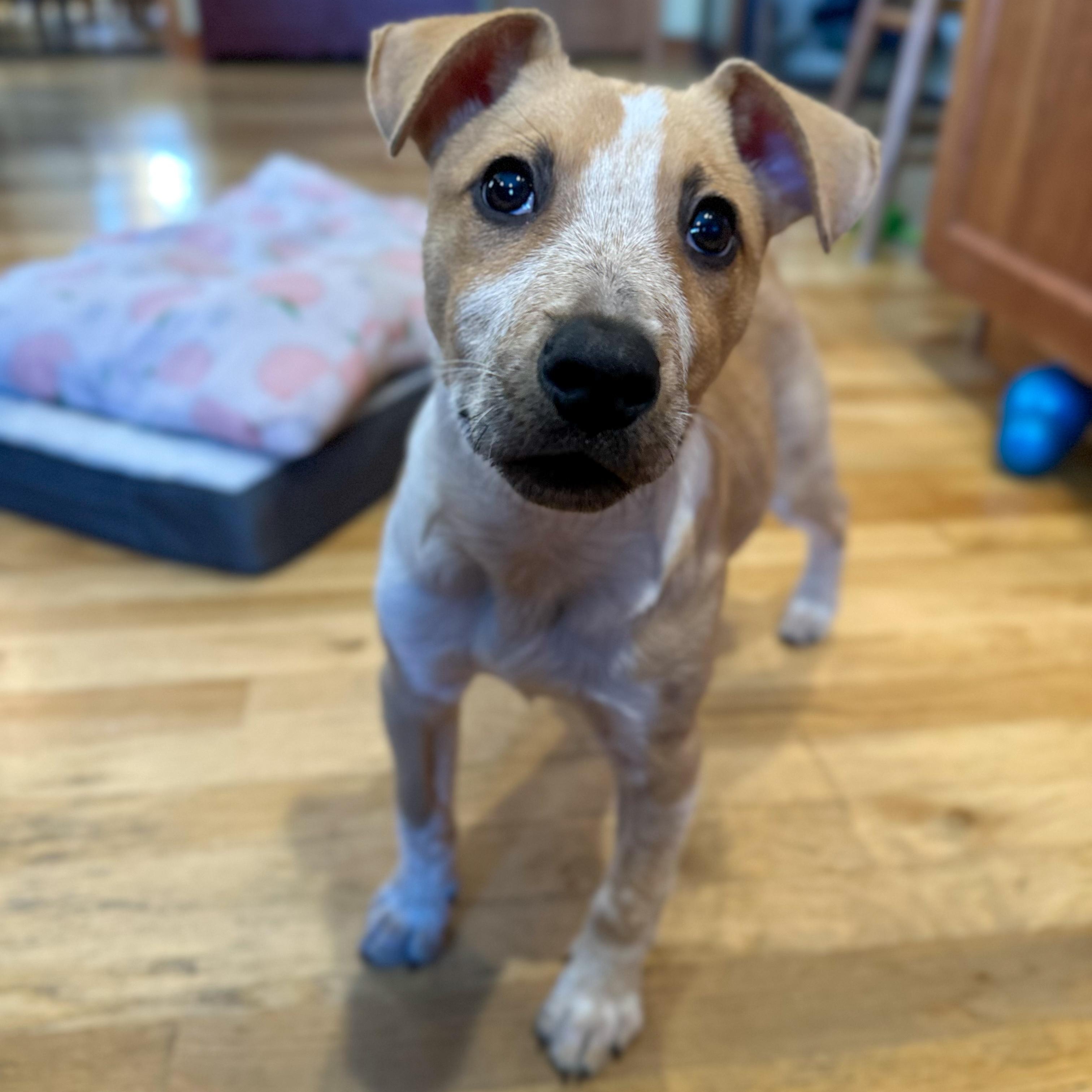 Enlarge Selene, a ADOPTABLE Mixed Breed in Yaphank, NY image 6/6