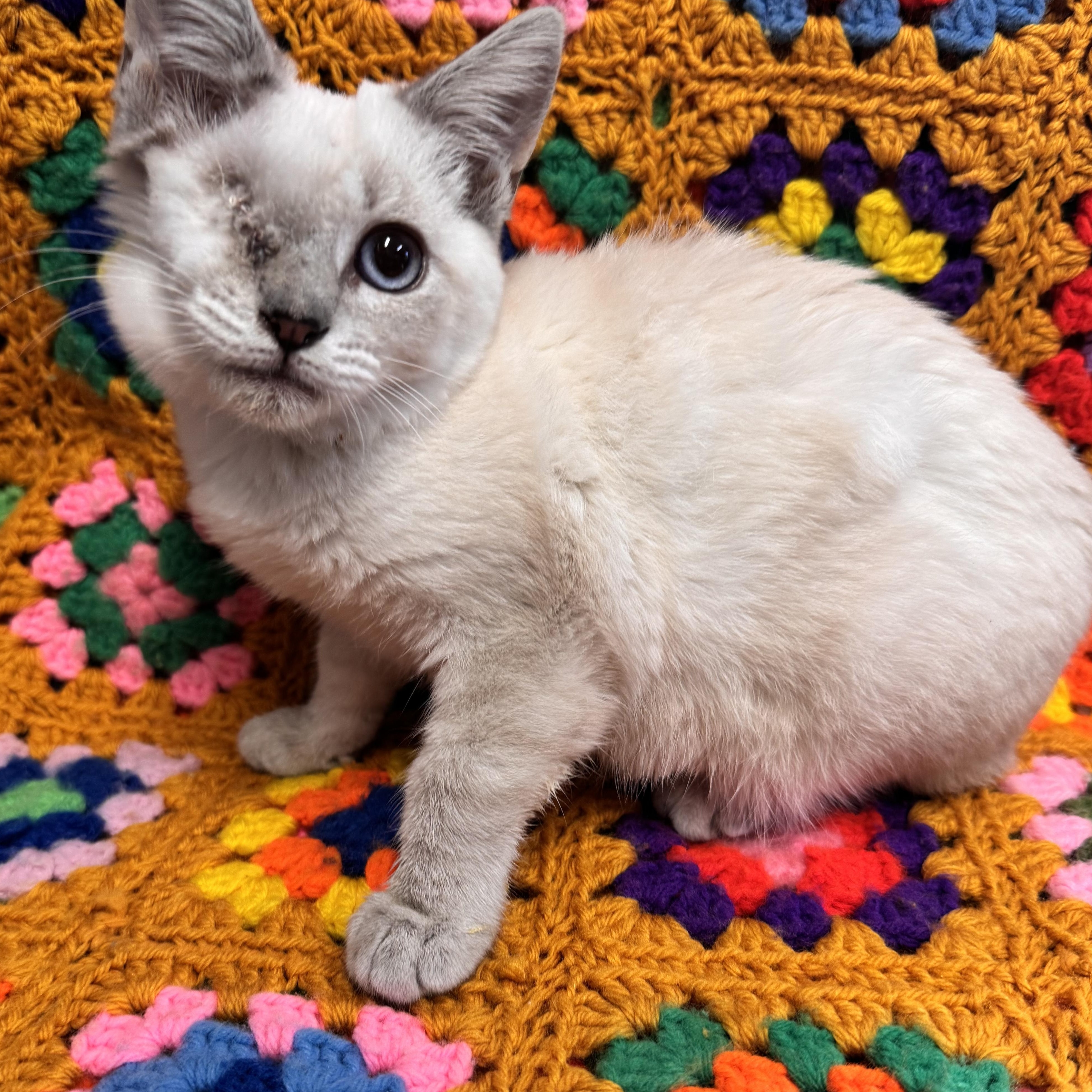 Enlarge Leela, a Adoptable Domestic Short Hair in Riverside, CA image 1/3