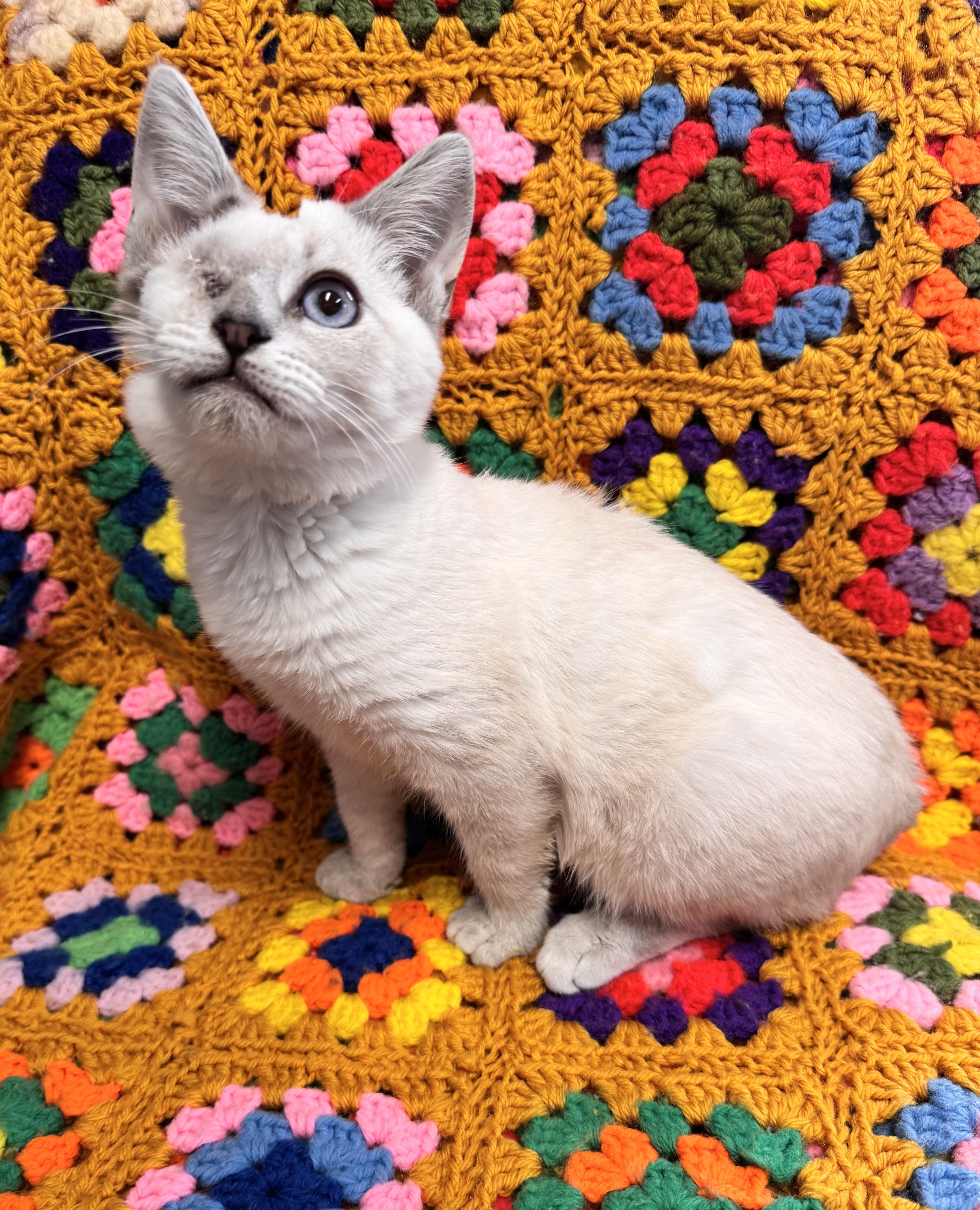 Enlarge Leela, a Adoptable Domestic Short Hair in Riverside, CA image 2/3