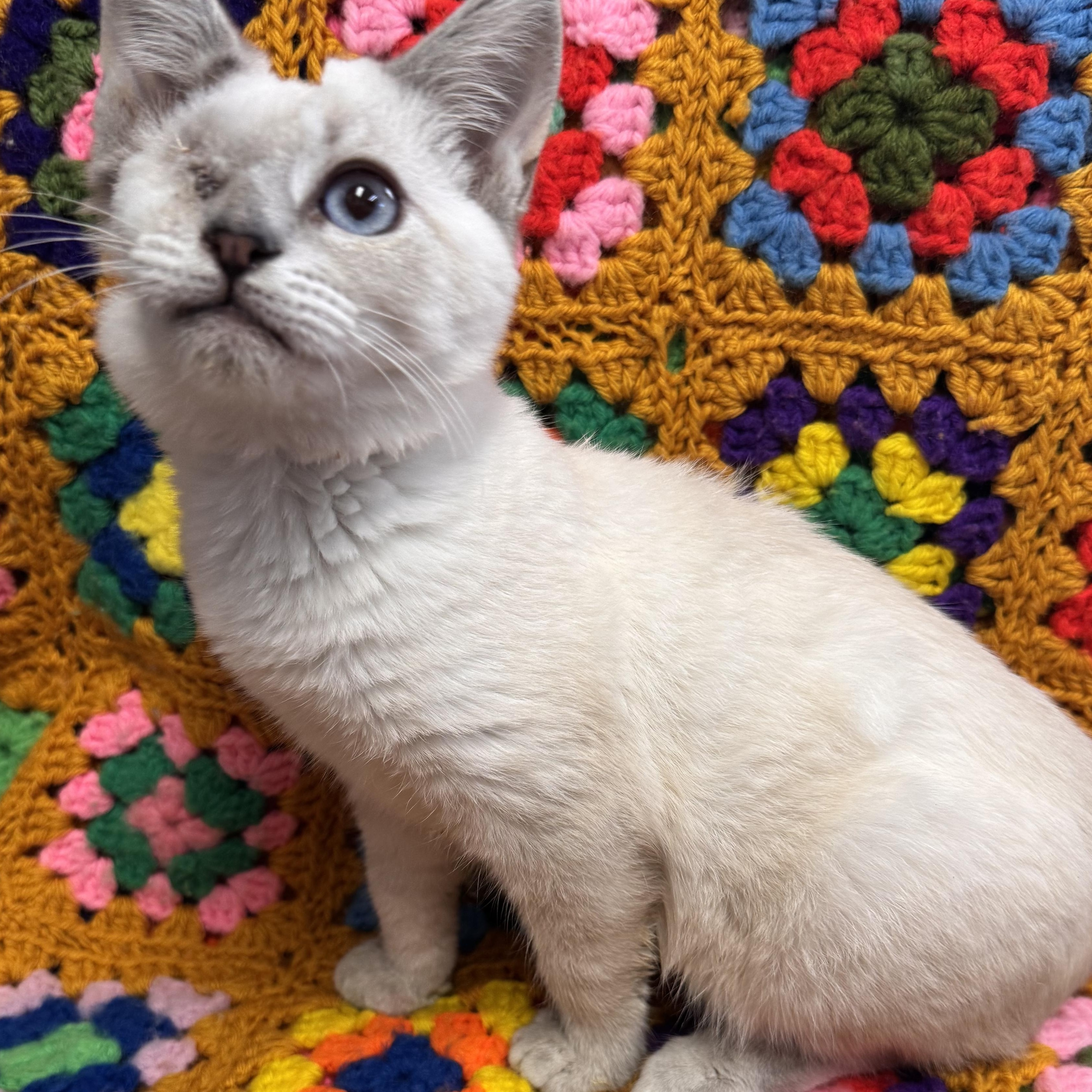 Enlarge Leela, a Adoptable Domestic Short Hair in Riverside, CA image 3/3