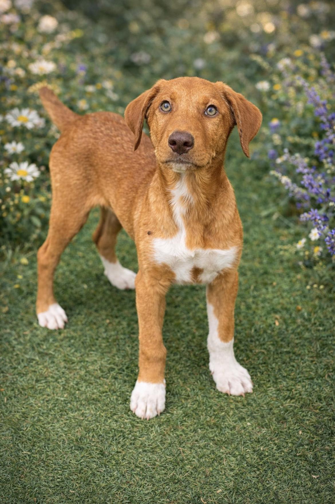 Scout — thumbnail 5