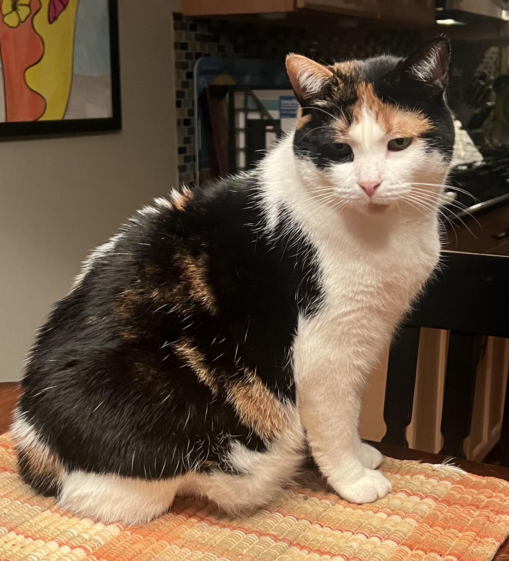 Enlarge Lily, a Adoptable Calico in Brighton, MI image 1/6