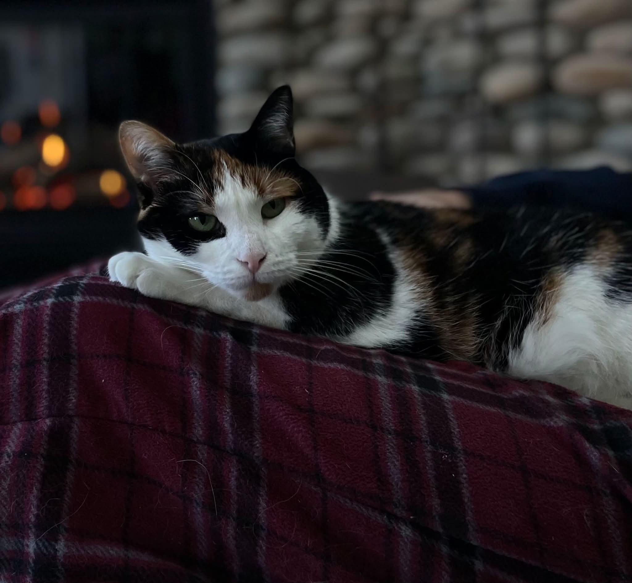 Enlarge Lily, a Adoptable Calico in Brighton, MI image 6/6