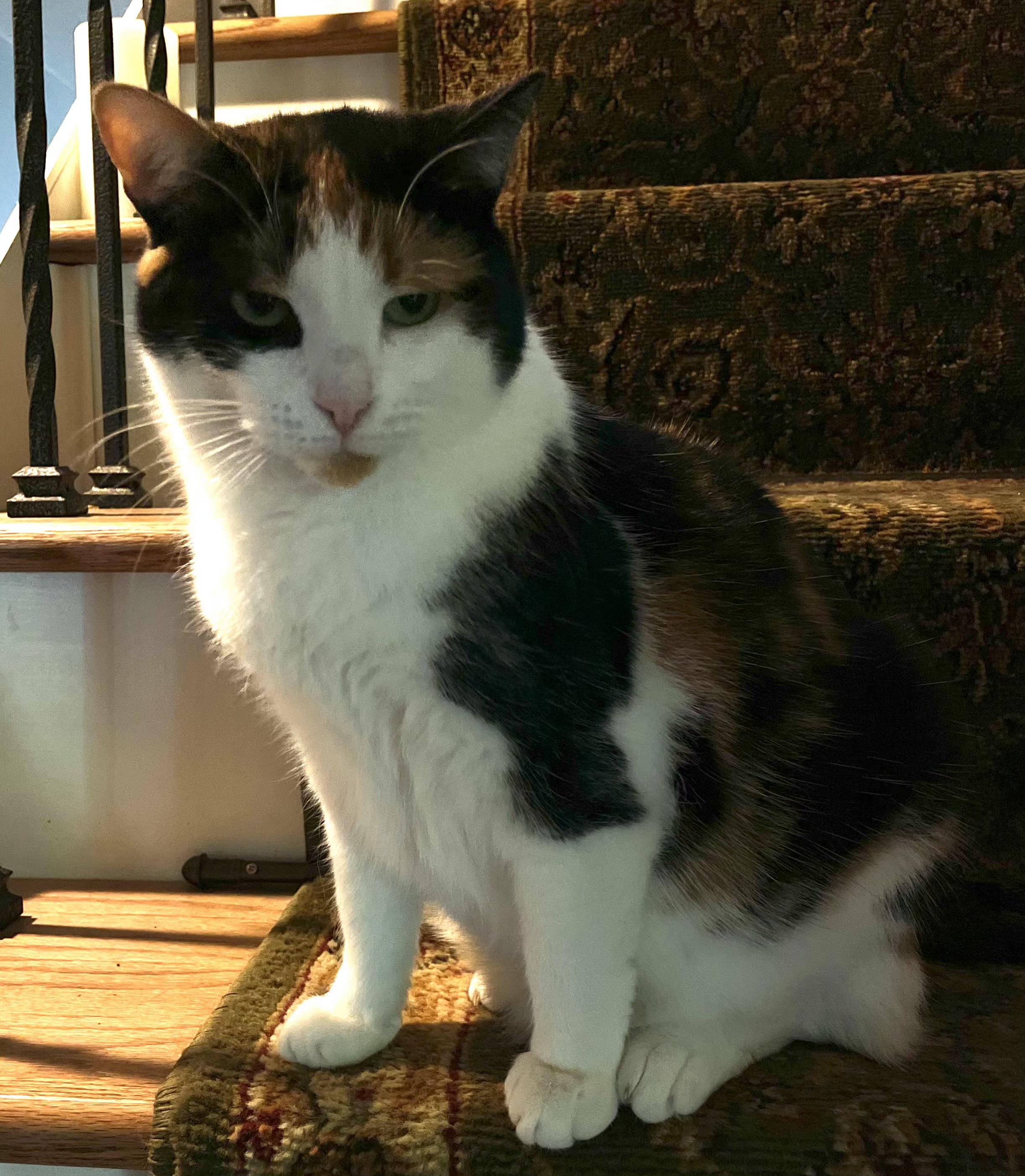 Lily, a Adoptable Calico in Brighton, MI image 4/6