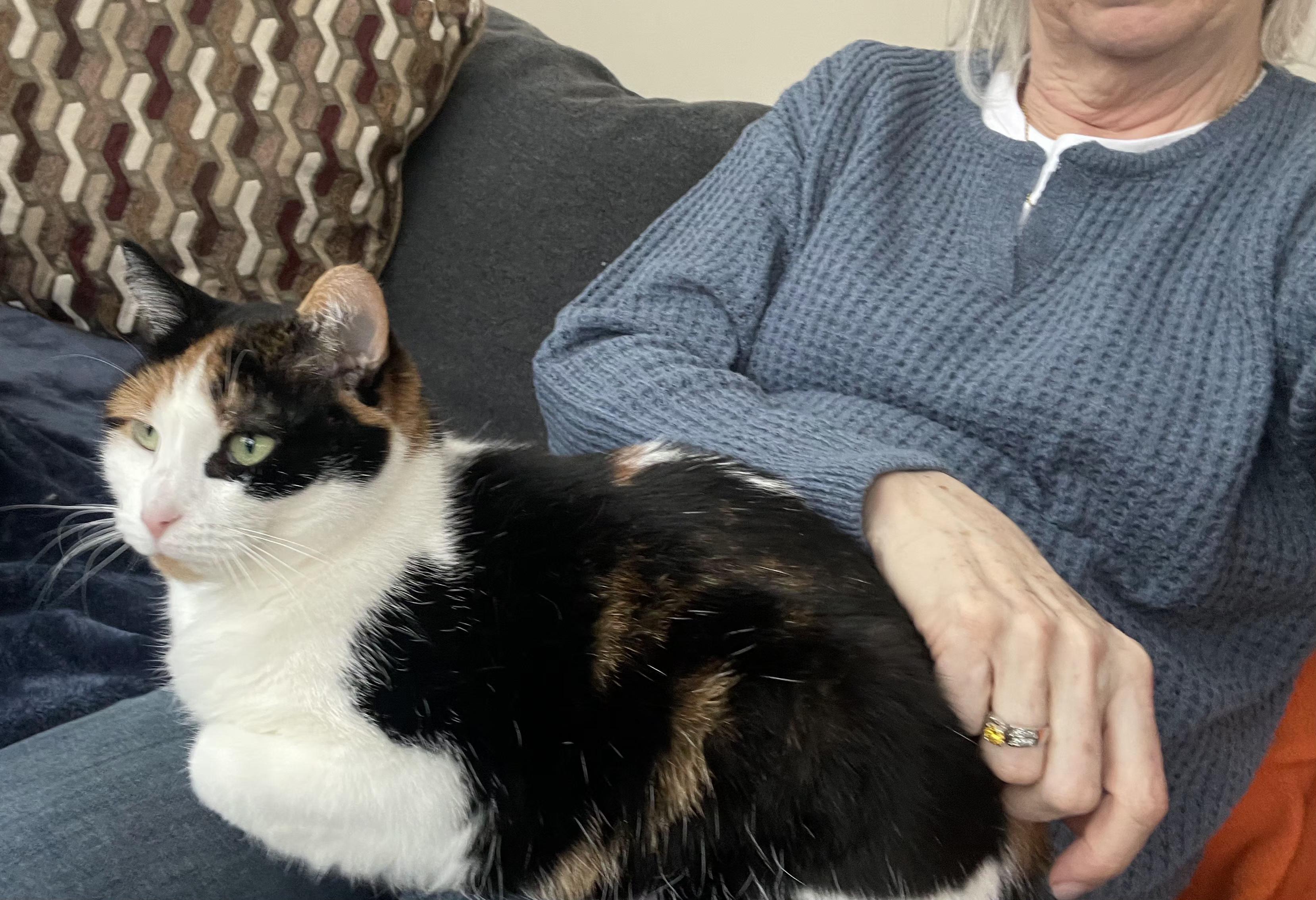 Enlarge Lily, a Adoptable Calico in Brighton, MI image 2/6