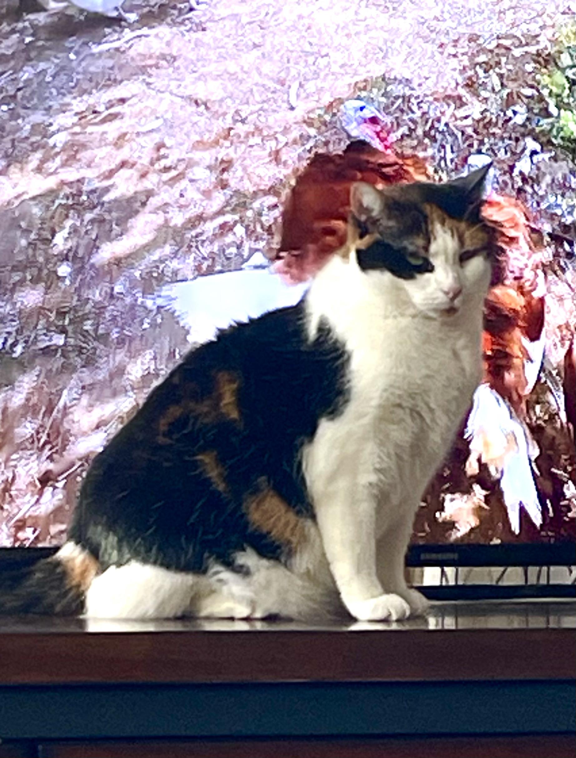 Enlarge Lily, a Adoptable Calico in Brighton, MI image 4/6