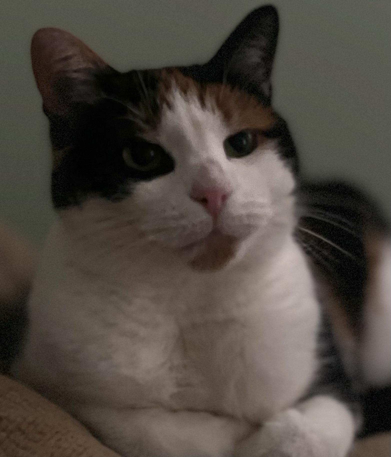 Lily, a Adoptable Calico in Brighton, MI image 3/4